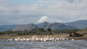 Country Charm at the Jacaranda Lake Elementaita Lodge
