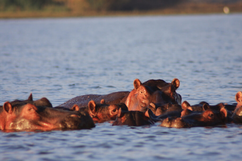 hippos1